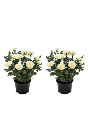 Videolu Yediveren Yoğun Kokulu Beyaz Gül 2 Adet 35-65 Cm Saksılı/tüplü Bahçe Bitkisi (WHİTE ROSE)