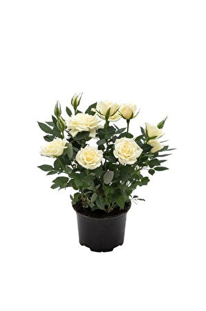 Videolu Yediveren Yoğun Kokulu Beyaz Gül 2 Adet 35-65 Cm Saksılı/tüplü Bahçe Bitkisi (WHİTE ROSE)