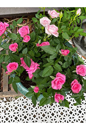 Videolu Yediveren Aşılı Kokulu Isparta Pembe Gül Fidanı 2 Adet Saksılı 50-90 Cm (PİNK ROSE)