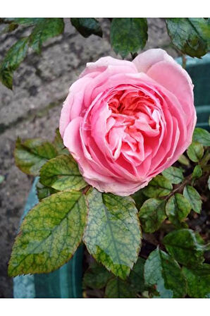 Videolu Beyaz Pembe Ve Narçiçegi Yediveren Kokulu (30 60 CM) Saksılı 3 Adet Aşılı Gül Rose