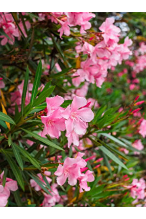 Videolu Zakkum Pembe Renkli (80 100 CM) Tüplü 1 Adet Dış Mekan Bitkisi Oleander