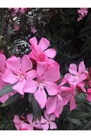 Videolu Zakkum Pembe Renkli (80 100 CM) Tüplü 1 Adet Dış Mekan Bitkisi Oleander