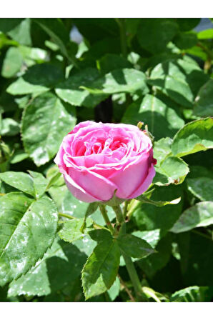 Videolu Yediveren Kokulu Pembe (10-15 CM) Saksılı 1 Adet Aşılı Gül Pink Rose