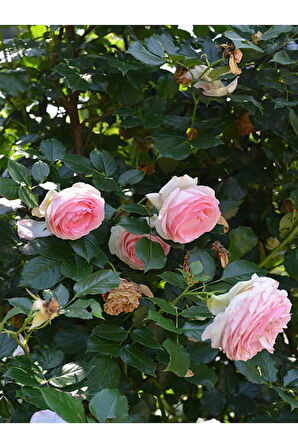 Videolu Yediveren Kokulu Pembe (10-15 CM) Saksılı 1 Adet Aşılı Gül Pink Rose