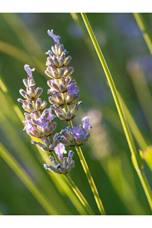 Videolu Kokulu Lavanta Fidesi 20 Adet [15-20 Cm] Tüplü Dış Mekan Lavander