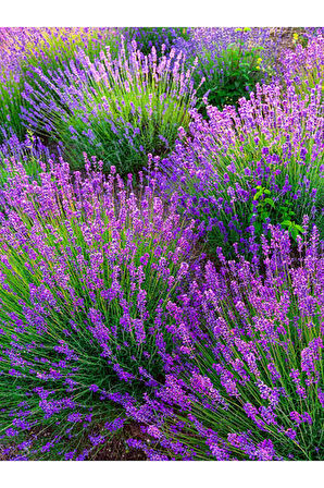 Videolu Kokulu Lavanta Fidesi 20 Adet [15-20 Cm] Tüplü Dış Mekan Lavander