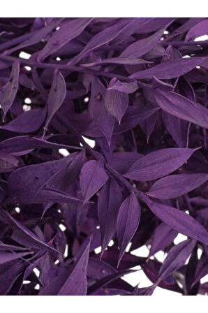 Yılbaşı Çiçeği Mor Renk Ruskus 10-12 Dal Kokina Otu 30-40Cm Purple Ruscus