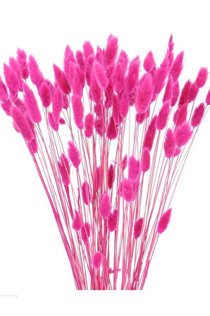 Kurutulmuş Pembe Renk Pamuk Otu Demeti 50-60 Dal Pink Lagurus (30-35Cm)