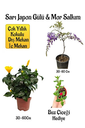 Sarı Japon Gülü Çiçeği+Mor Salkım Ağacı Fidanı+ Itır Çiçeği Hediyeli Peyzaj Seti
