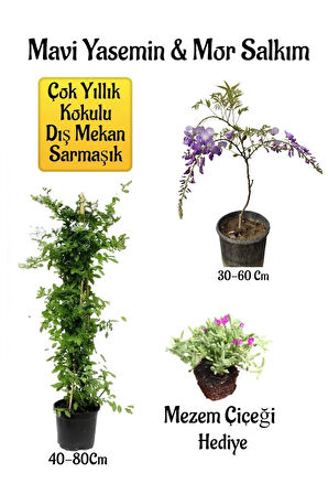 Mavi Yasemin Çiçeği+Mor Salkım Ağacı Fidanı Mezem Çiçeği Hediyeli Peyzaj Seti