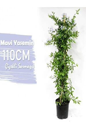 Mavi Yasemin Çiçeği+Mor Salkım Ağacı Fidanı Mezem Çiçeği Hediyeli Peyzaj Seti