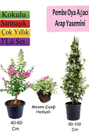 Pembe Oya Ağacı+ Arap Yasemini + MEZEM Çiçeği Hediyeli