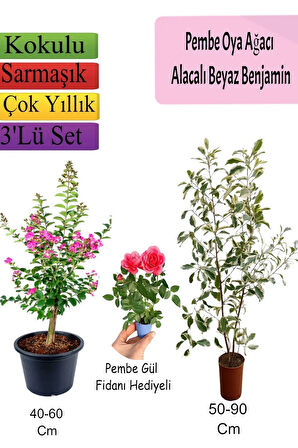 Pembe Oya Ağacı+ Alacalı Beyaz Benjamin+ Pembe Gül Fidanı Hediyeli