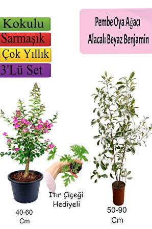 Pembe Oya Ağacı+ Alacalı Beyaz Benjamin+ ITIR Hediyeli
