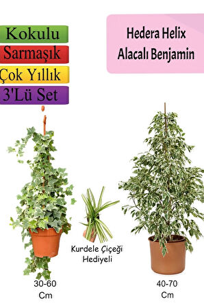 Alacalı Beyaz Benjamin Bitkisi+ Hedera Helix Sarmaşığı+ Kurdele Çiçeği