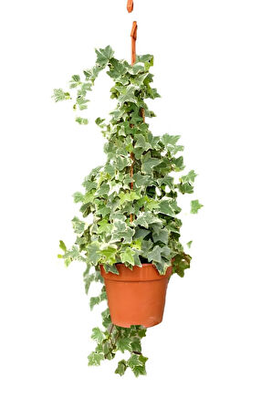 Alacalı Beyaz Benjamin Bitkisi+ Hedera Helix Sarmaşığı+ Kurdele Çiçeği