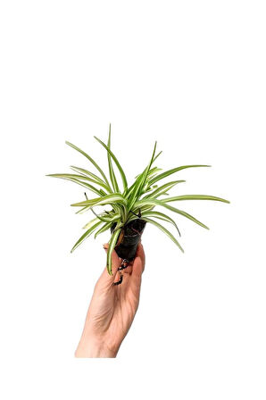 Alacalı Beyaz Benjamin Bitkisi+ Hedera Helix Sarmaşığı+ Kurdele Çiçeği