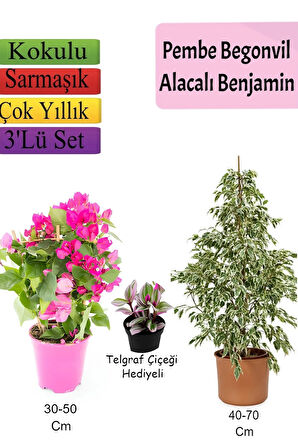 Beyaz Alacalı Benjamin Bitkisi+ Pembe Bodur Begonvil+ Telgraf Çiçeği
