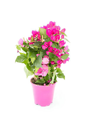 Beyaz Alacalı Benjamin Bitkisi+ Pembe Bodur Begonvil+ Telgraf Çiçeği