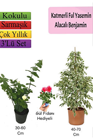 Beyaz Alacalı Benjamin Bitkisi+  Katmerli Ful Yasemin+ Gül Fidanı