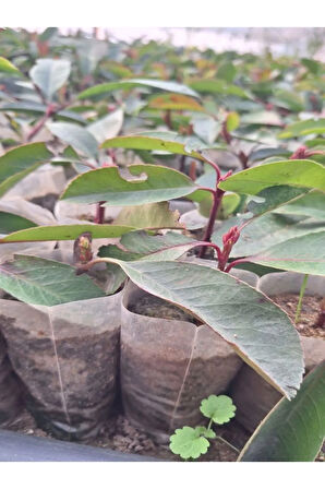Alev Çalısı Fidanı (10-20 Cm)30 Adet Tüplü Dış Mekan Bitkisi