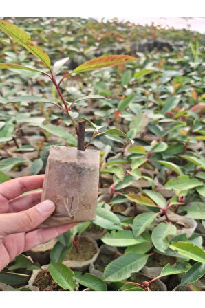 Alev Çalısı Fidanı (10-20 Cm)30 Adet Tüplü Dış Mekan Bitkisi