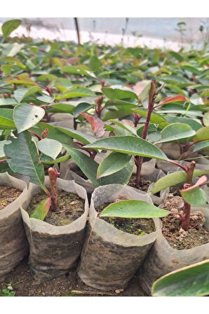 Alev Çalısı Fidanı (10-20 Cm)10 Adet Tüplü Dış Mekan Bitkisi