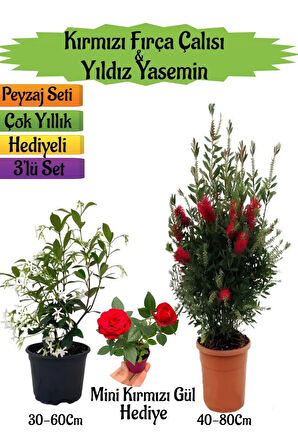 Kırmızı Fırça Çalısı+Kokulu Yıldız Yasemin+Mini Gül Hediyeli Peyzaj Seti