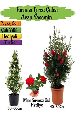 Kırmızı Fırça Çalısı+Kokulu Arap Yasemini+Mini Gül Hediyeli Peyzaj Seti