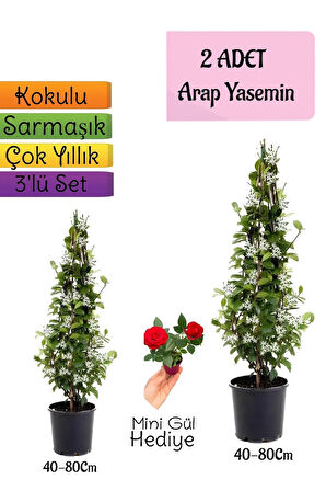 Kokulu 2 ADET Arap Yasemini Fidanı Saksılı+Mini Gül Hediye 3'lü Peyzaj Seti