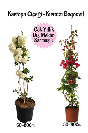 Kartopu Çiçeği 1 ADET +Kırmızı Begonvil 1 ADET Saksılı Dış Mekan Bahçe Seti
