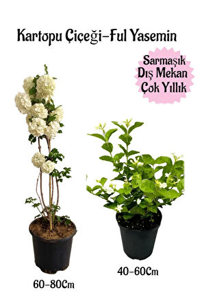 Kartopu Çiçeği 1 ADET +Kokulu Ful Yasemin 1ADET Saksılı Bahçe Peyzaj Seti