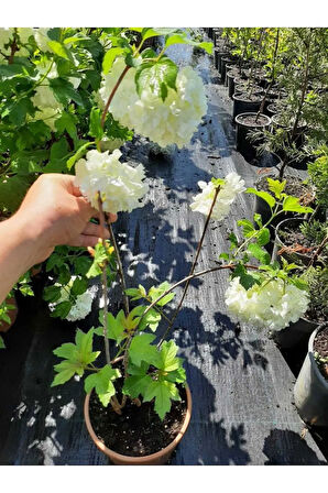 Kartopu Çiçeği 1 ADET+Kokulu Ful Yasemin1ADET+Kırmızı Gazanya Hediyeli Saksılı Bahçe Seti