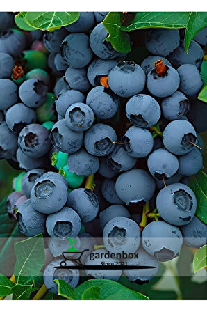 Blueberry Mavi Yemiş Yaban Mersini Meyve Fidanı 40-60cm 1 Adet (Legacy Cinsi)