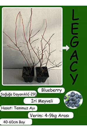 Blueberry Mavi Yemiş Yaban Mersini Meyve Fidanı 40-60cm 1 Adet (Legacy Cinsi)