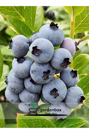 Yaban Mersini 2'Lİ Set Reka-Bloxi Cinsi Saksılı/Tüplü 40-60cm Blueberry