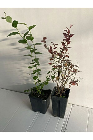 Yaban Mersini 2'Lİ Set Reka-Bloxi Cinsi Saksılı/Tüplü 40-60cm Blueberry