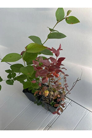 Yaban Mersini 2'Lİ Set Reka-Bloxi Cinsi Saksılı/Tüplü 40-60cm Blueberry