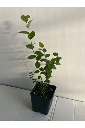 Yaban Mersini 2'Lİ Set Reka-Bloxi Cinsi Saksılı/Tüplü 40-60cm Blueberry
