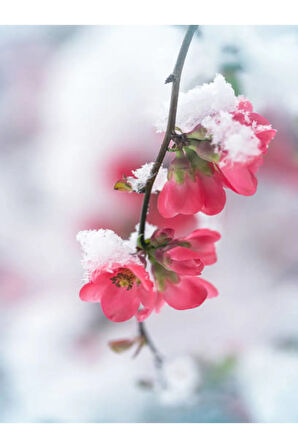 Bahar Dalı (japanese Quince) Bol Çiçekli Süs Bitkisi Aşılı Meyve Fidanı