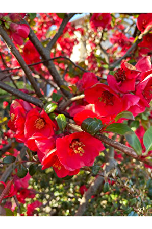 Bahar Dalı (japanese Quince) Bol Çiçekli Süs Bitkisi Aşılı Meyve Fidanı