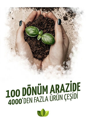 Kızıl Banki Üzüm Fidanı 2 Yaş 40 Cm 60 Cm Bol Verimli