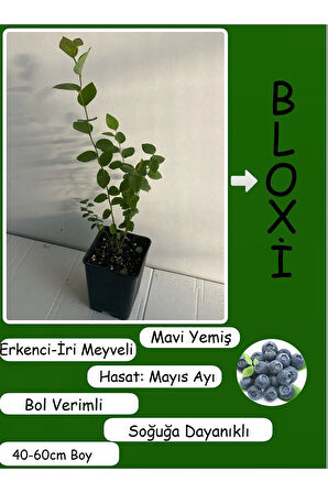 Bloxi Türü Yaban Mersini Fidanı 1 ADET Saksılı/Tüplü 40-60cm Bol Verimli Lezzetli