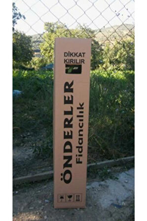 Yediveren Ahududu Fidanı ( Açık Köklü) Bol Verimli