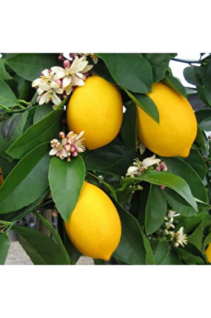 Tüplü Yediveren Limon Fidanı 2 Yaş Aşılı (90-150 CM)