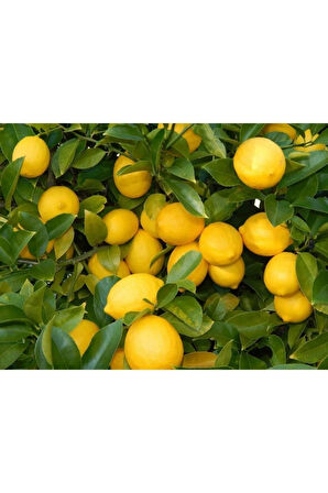 Tüplü Yediveren Limon Fidanı 2 Yaş Aşılı (90-150 CM)