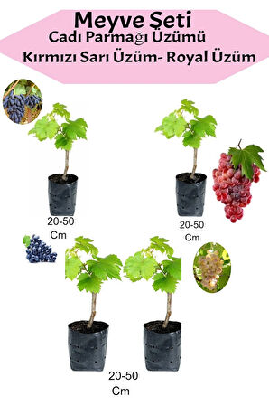 4'Lü Üzüm Seti Cadı Parmağı+Kımrızı+Sarı+ Royal Üzüm Fidanı