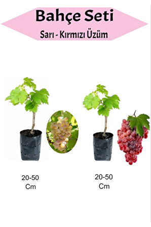 2'Li Set Sarı+Kırmızı Üzüm Fidanı