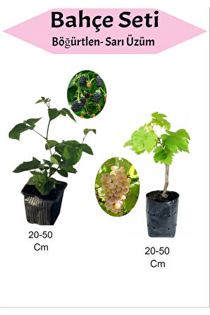 2'Li Set Böğürtlen+ Sarı Çekirdeksiz Üzüm Fidanı