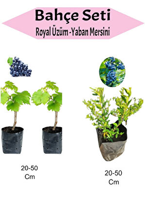 3'Lü Meyve Seti 2 Adet Royal Üzüm Fidanı+1 Adet Yaban Mersini Fidanı